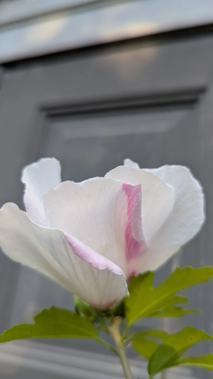 White/ pink splash, red center, Rose of Sharon