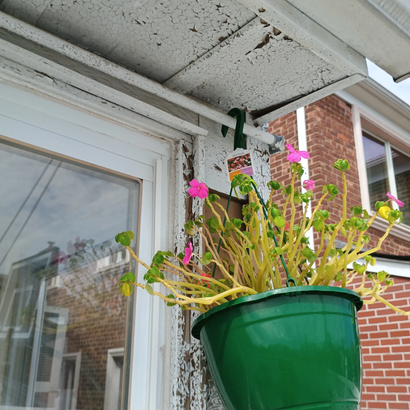 Impatiens Hanging Basket Plant