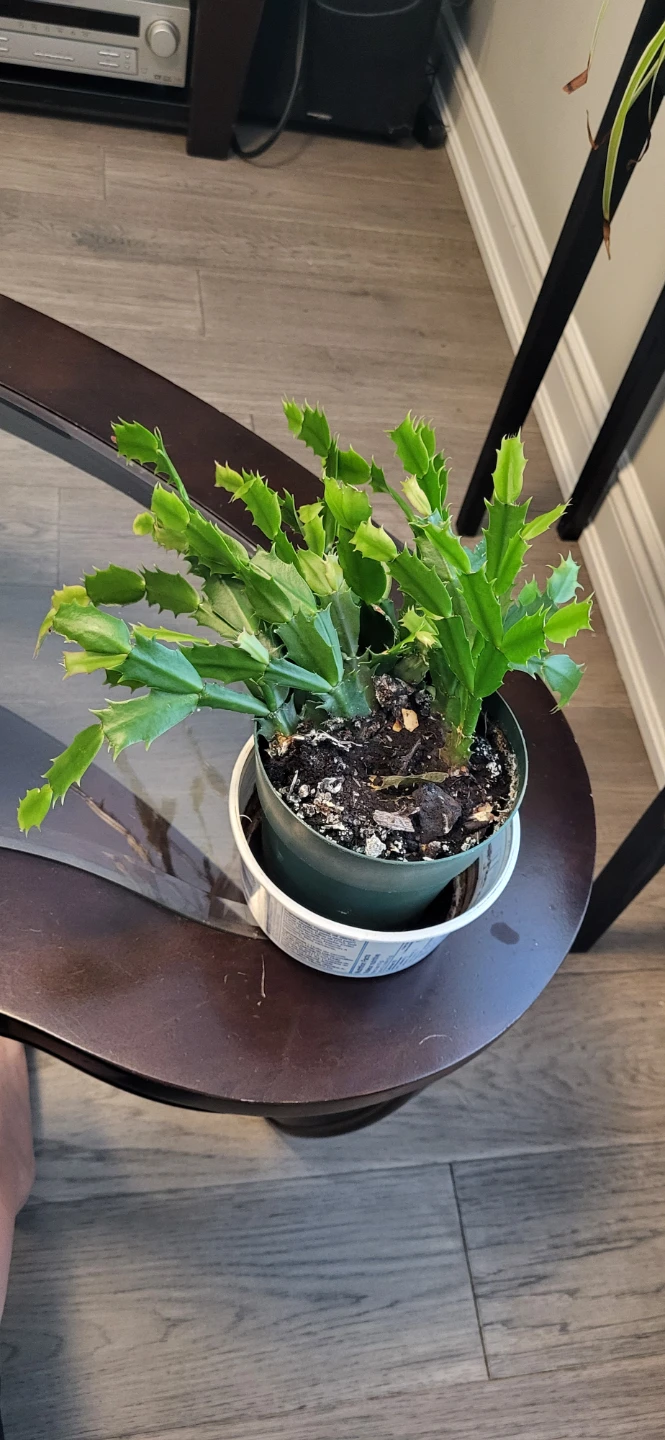 Pink Christmas Cactus in plastic pot - photo 3