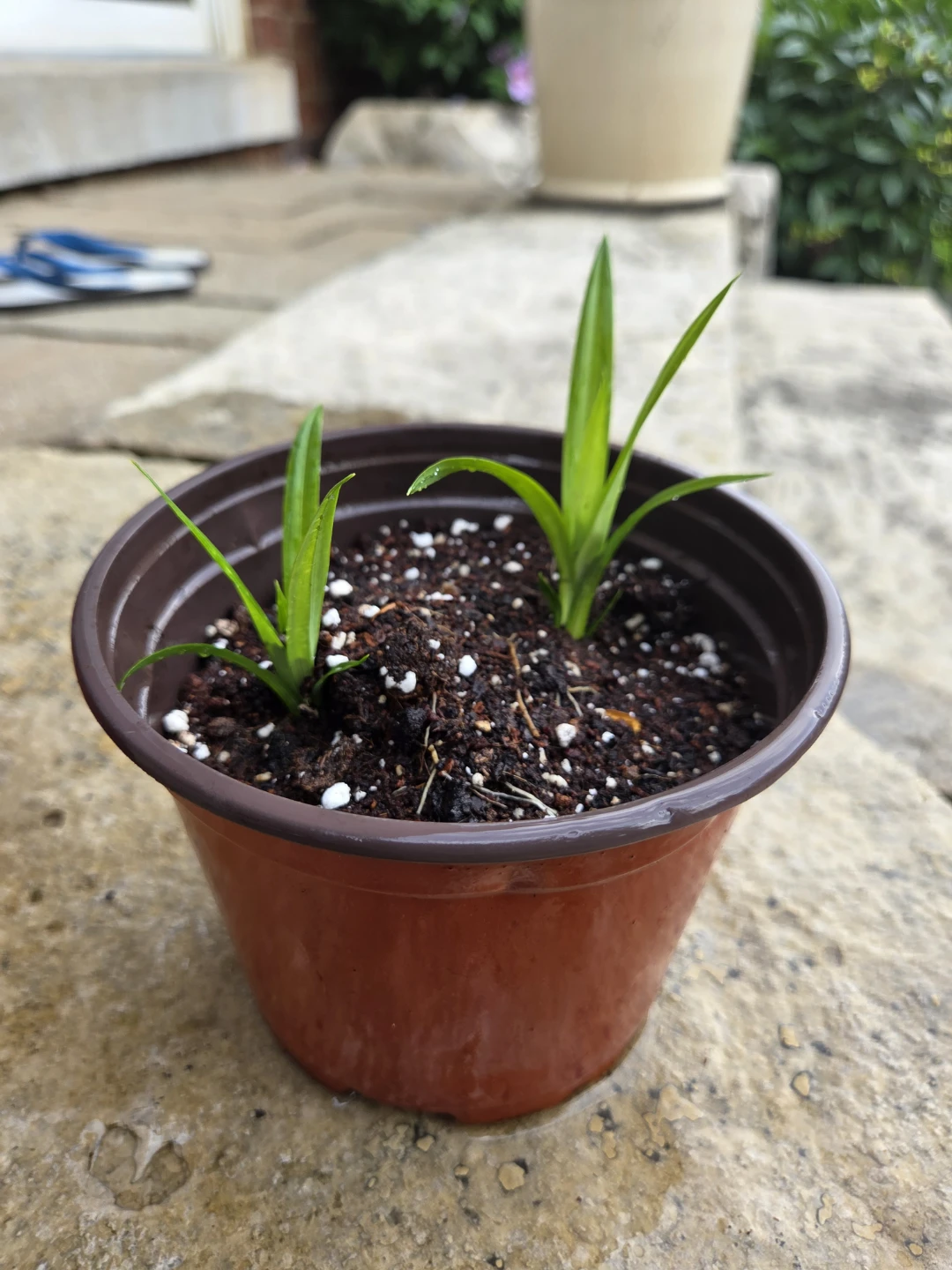Organic Pandan (Rambe) Plant - photo 3