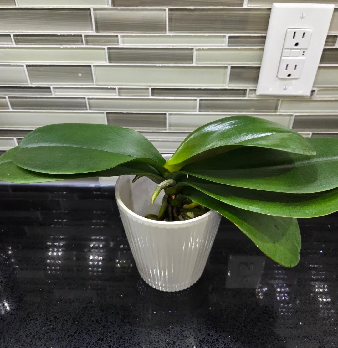Healthy Phalaenopsis Orchid - ready for a new home
