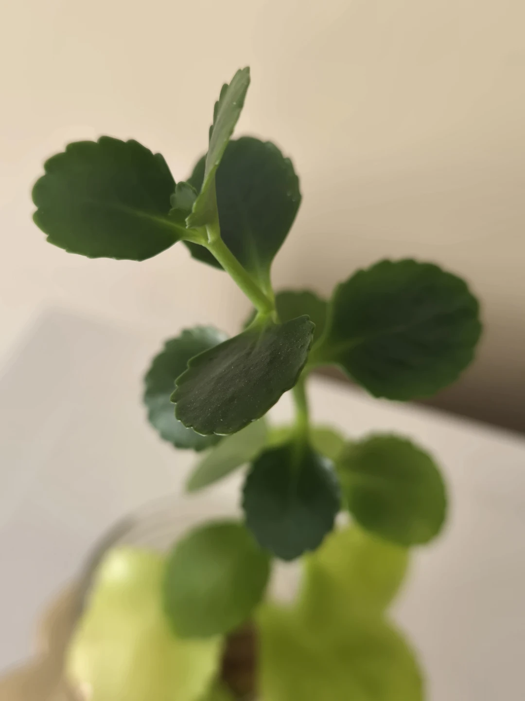 FREE - White Kalanchoe clipping (fully rooted) - photo 2