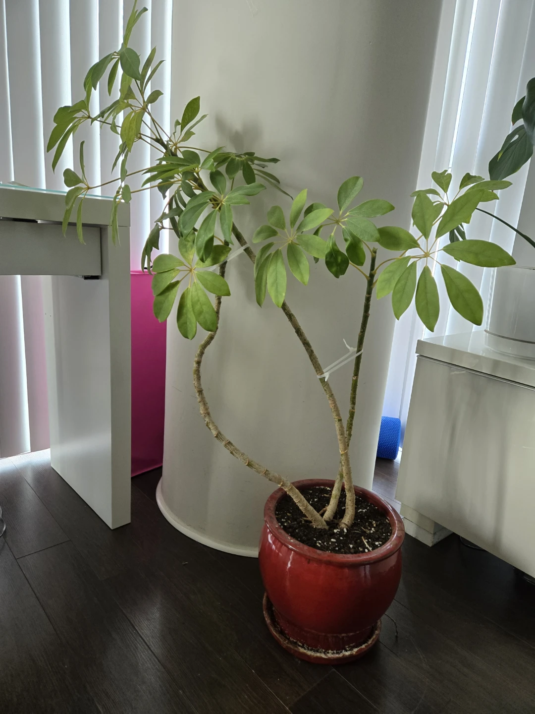 Schefflera Plant in Red Pot - photo 2