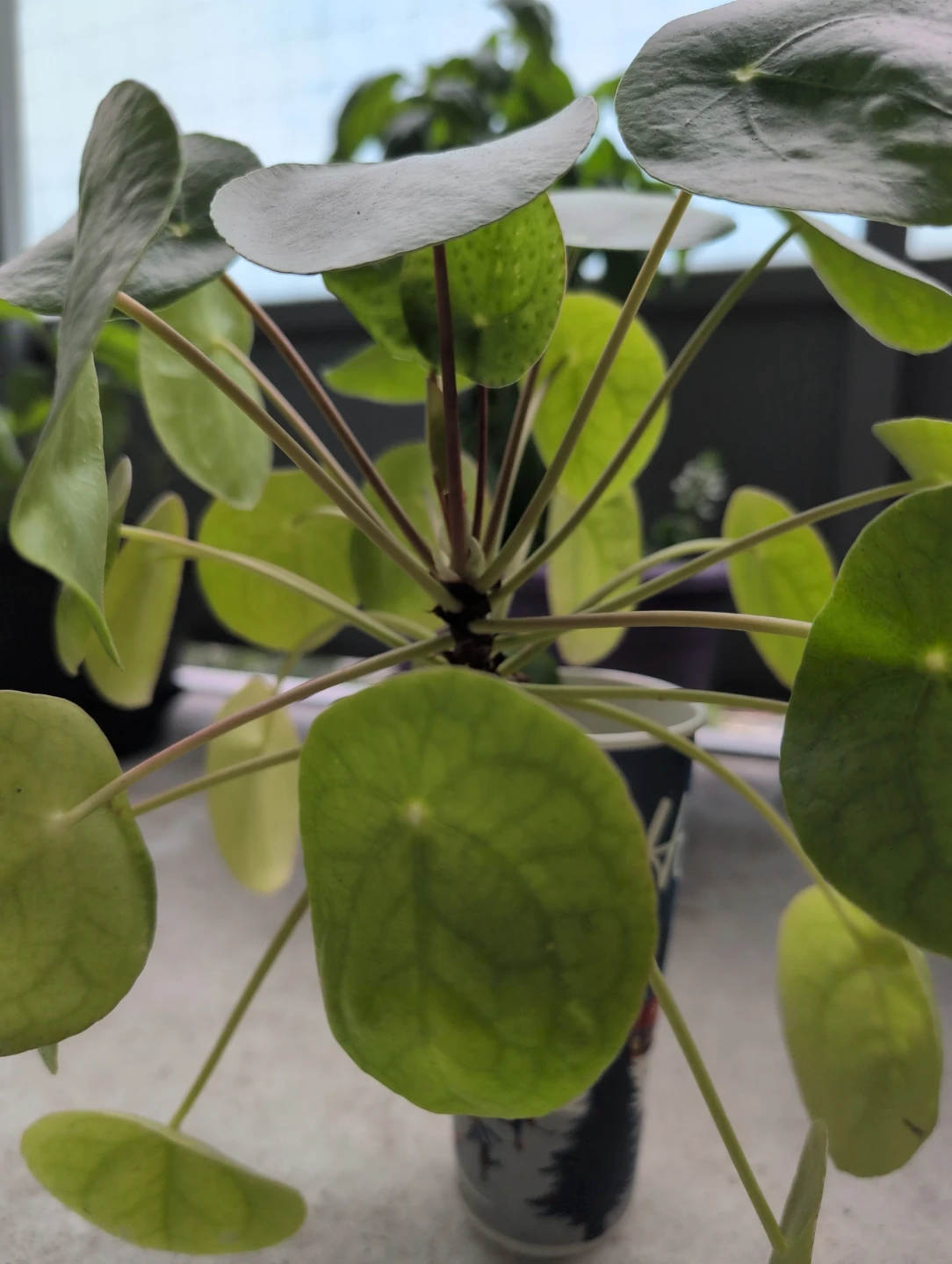 Chinese Money Plant (Pilea) - photo 2