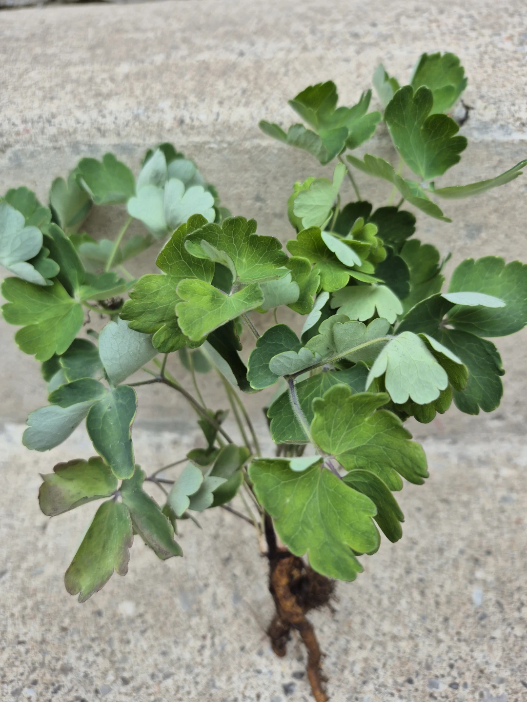 Columbine Plant - photo 2