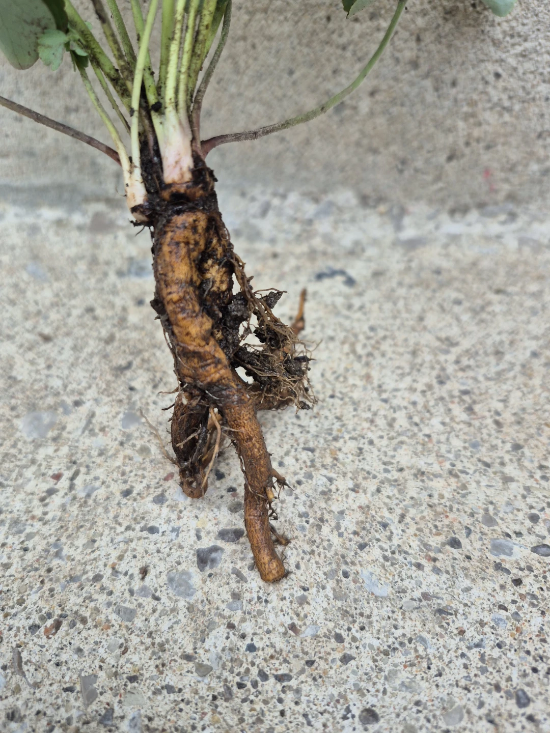 Columbine Plant - photo 3