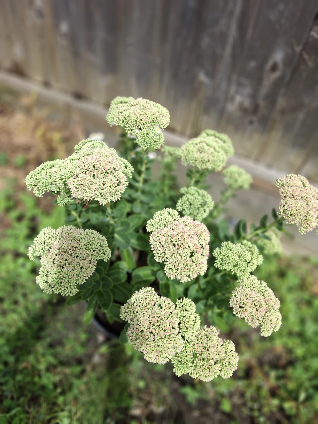 Sedum plant - photo 2