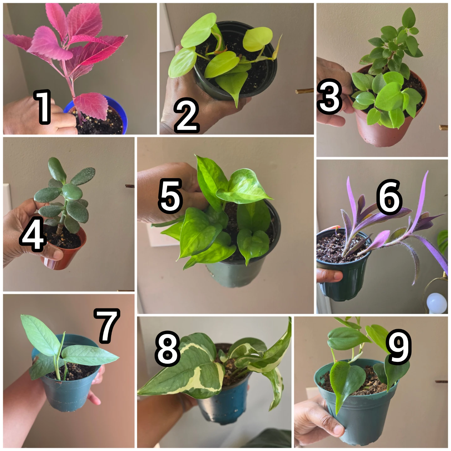 Indoor plants