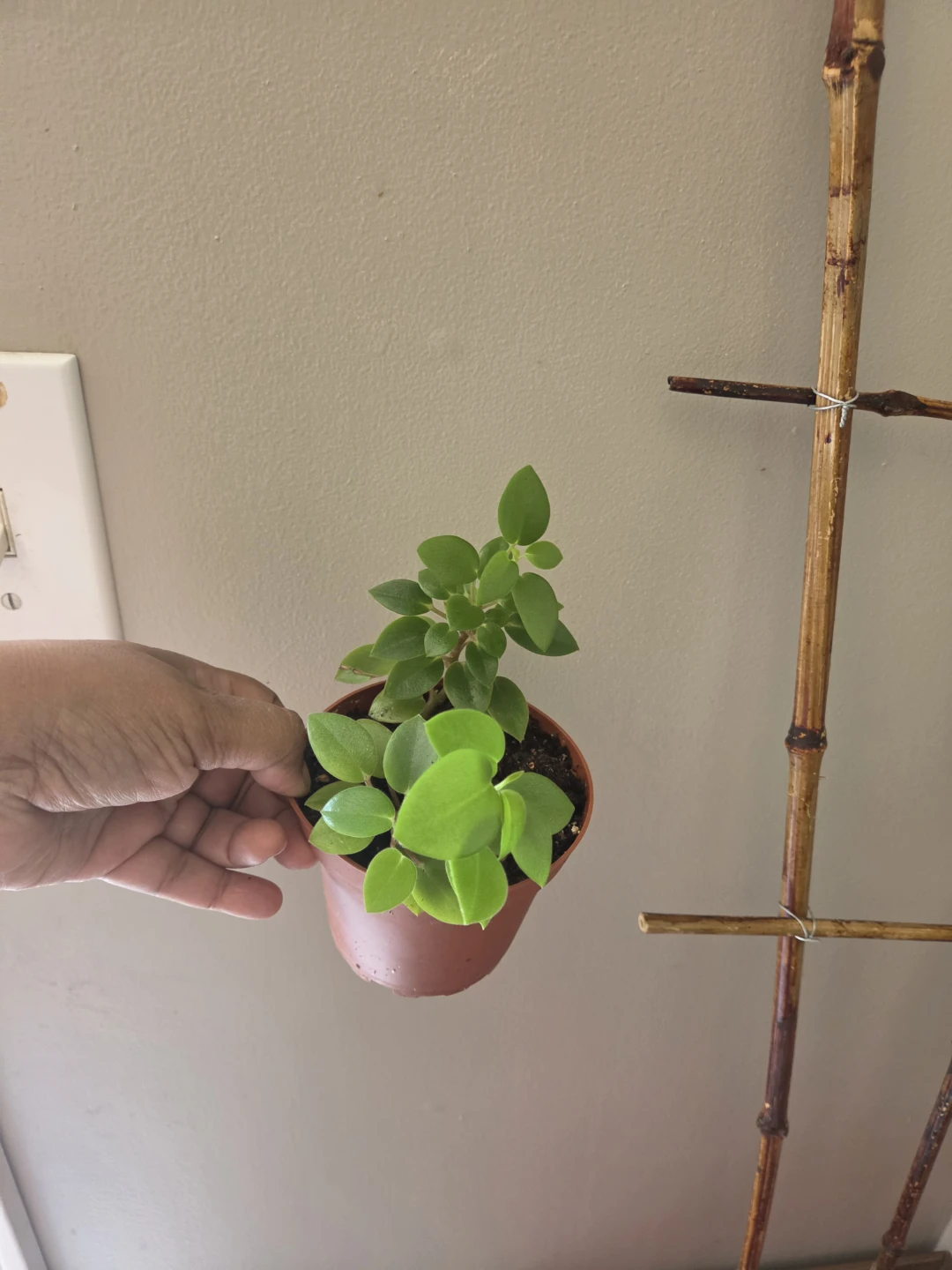 Indoor plants - photo 2