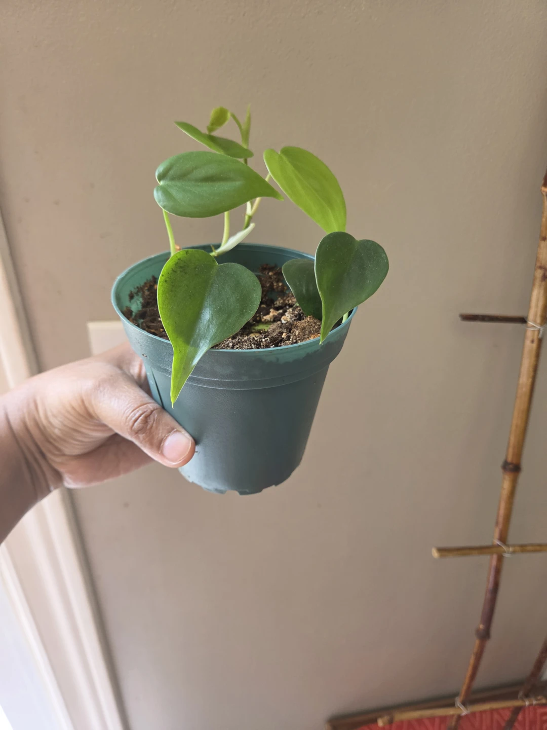 Indoor plants - photo 3