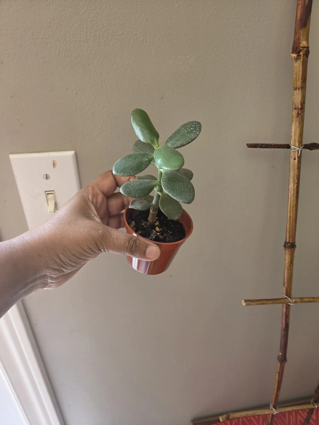 Indoor plants - photo 4