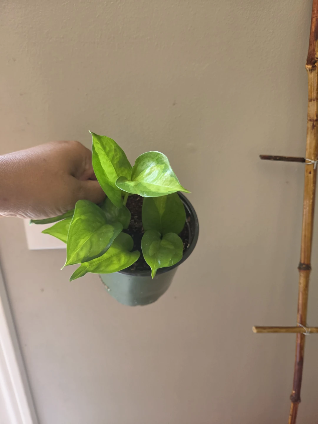 Indoor plants - photo 5