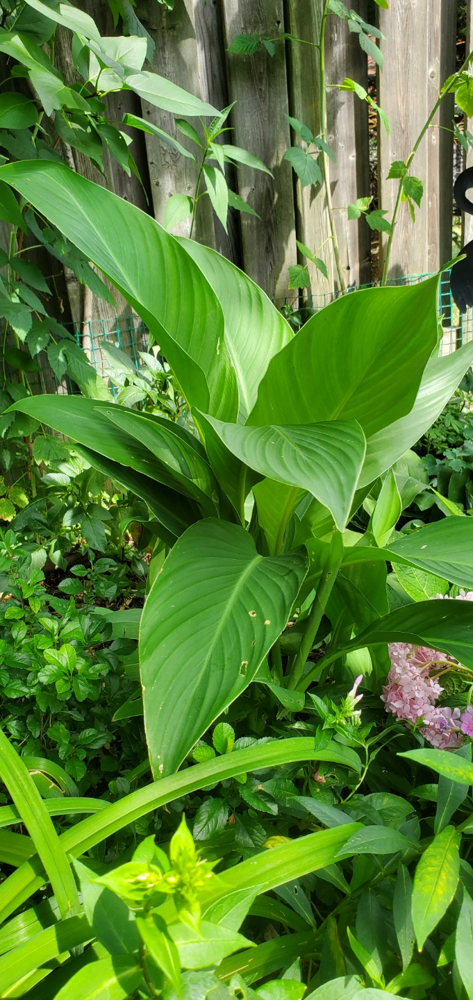 Canna lily - photo 3