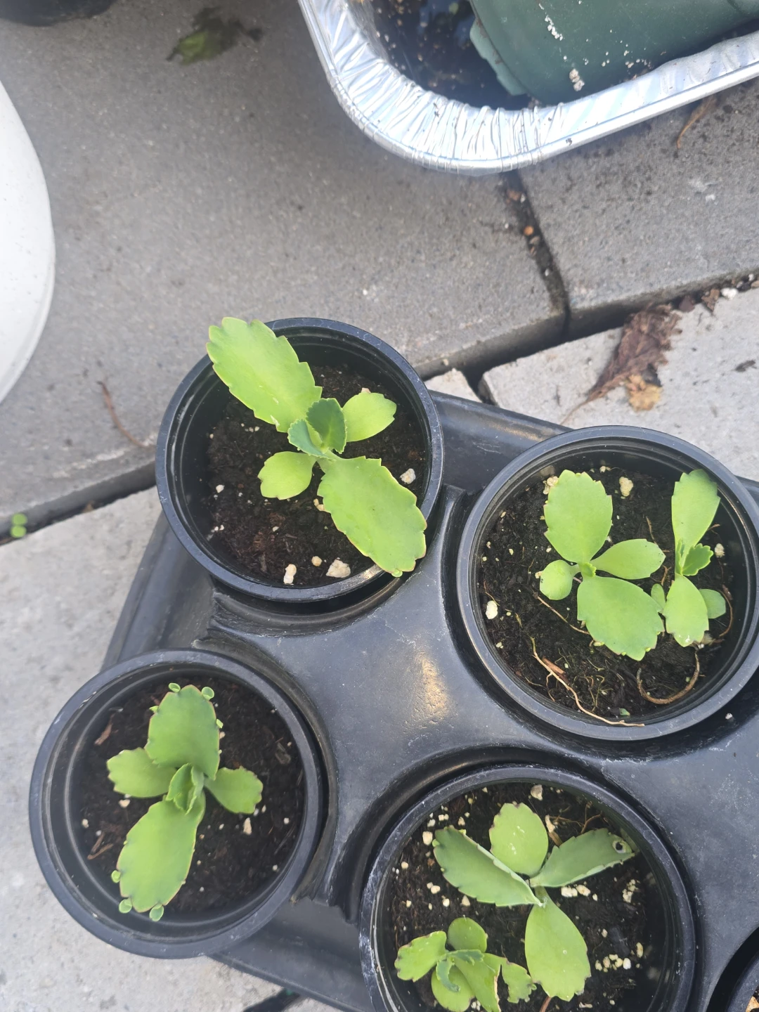 Mother of Thousands Plant Seedlings - photo 5
