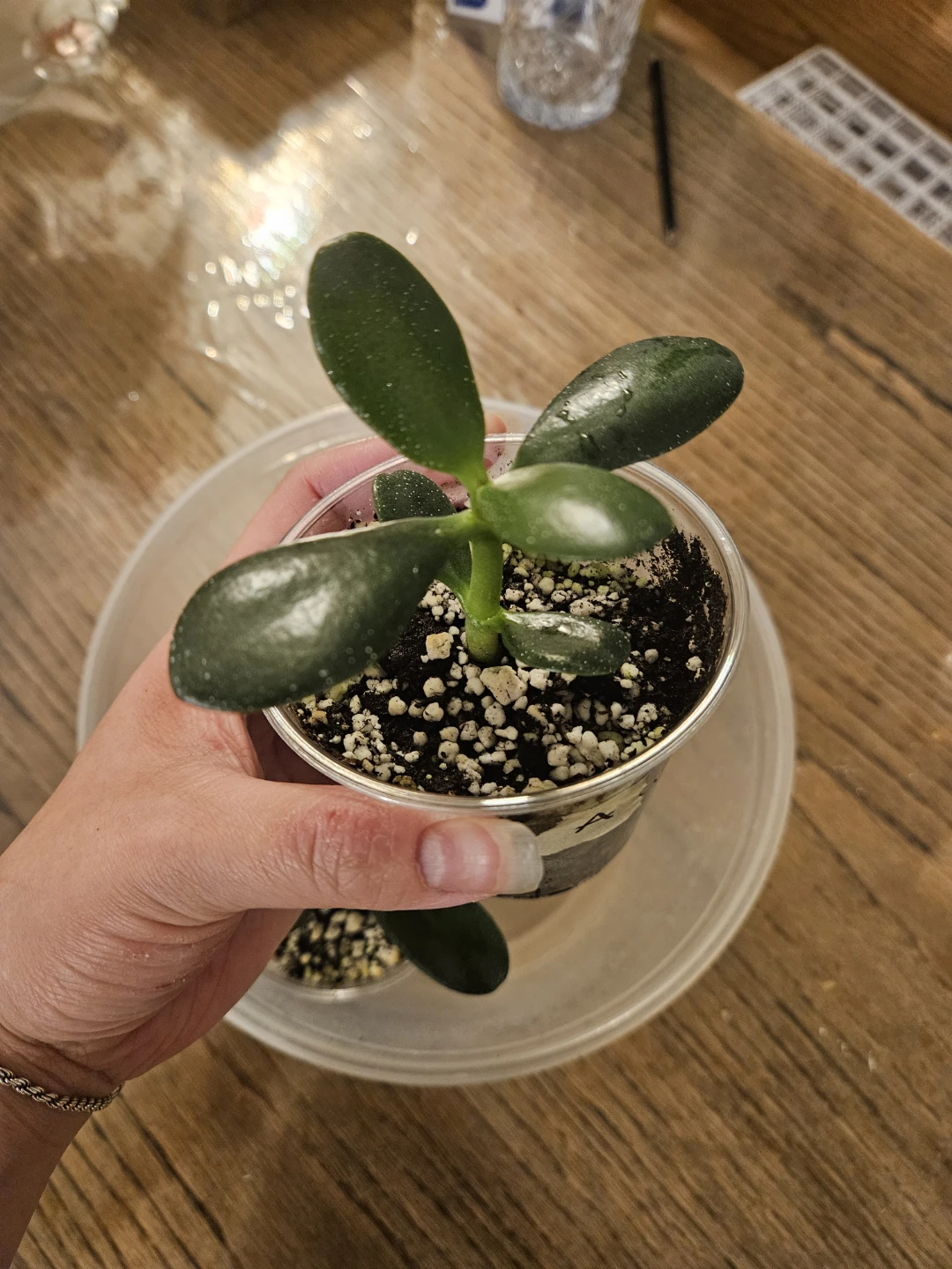 Air Purifying Jade Plants - photo 2