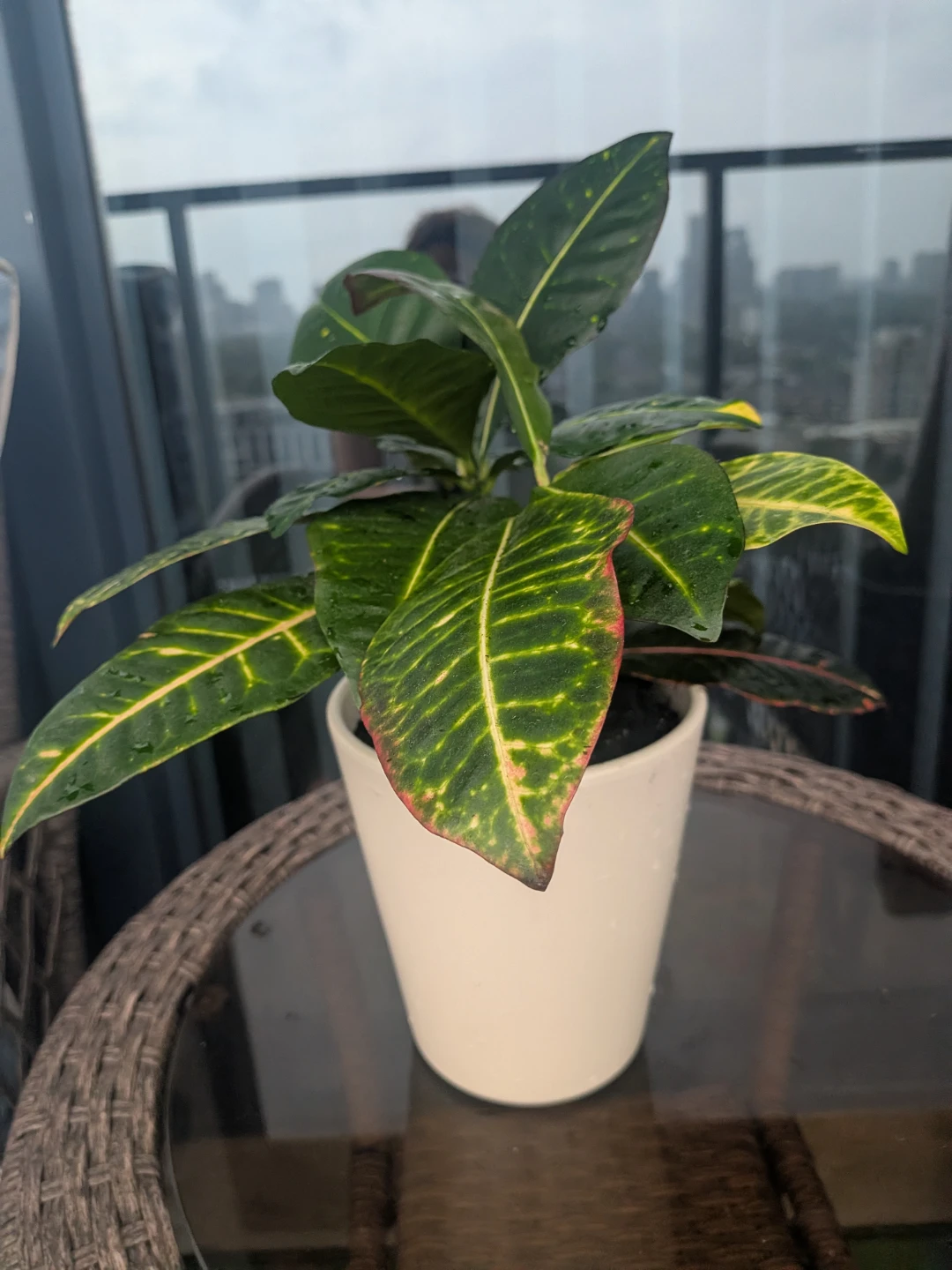 Croton Plant in White Pot