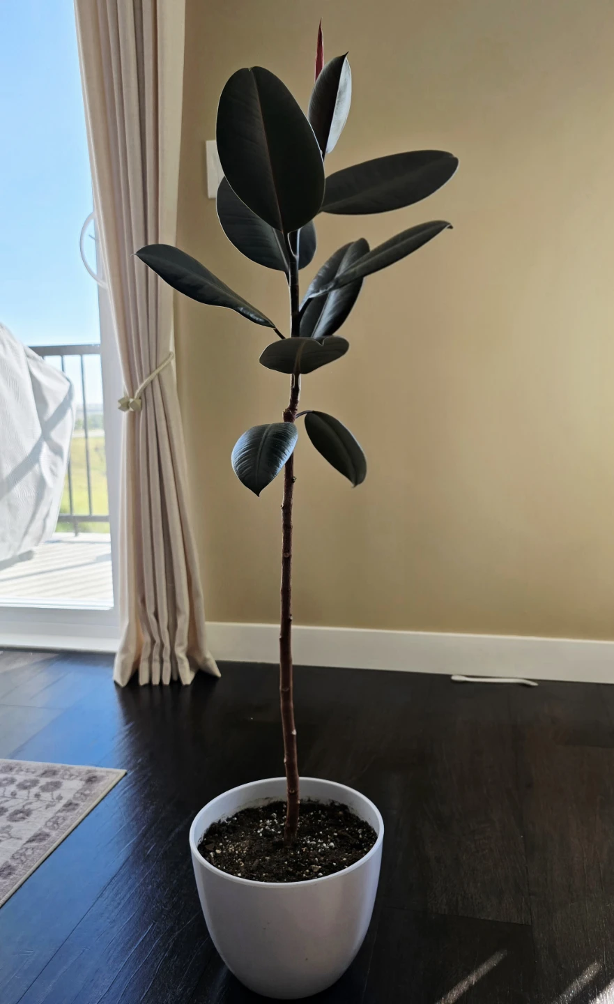 A healthy Ficus elastica 'Burgundy' (Burgundy Rubber Tree)
