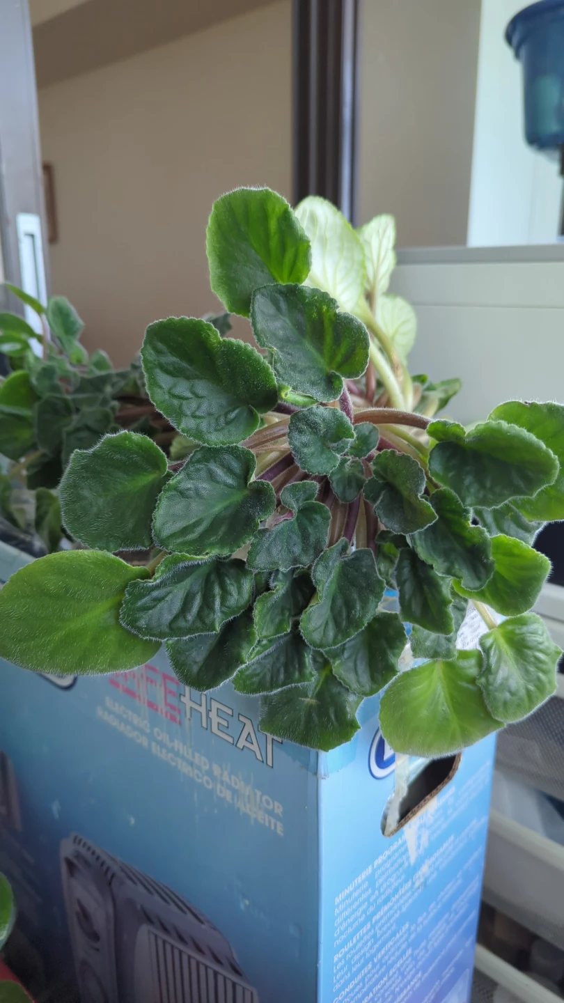 African Violet Plants