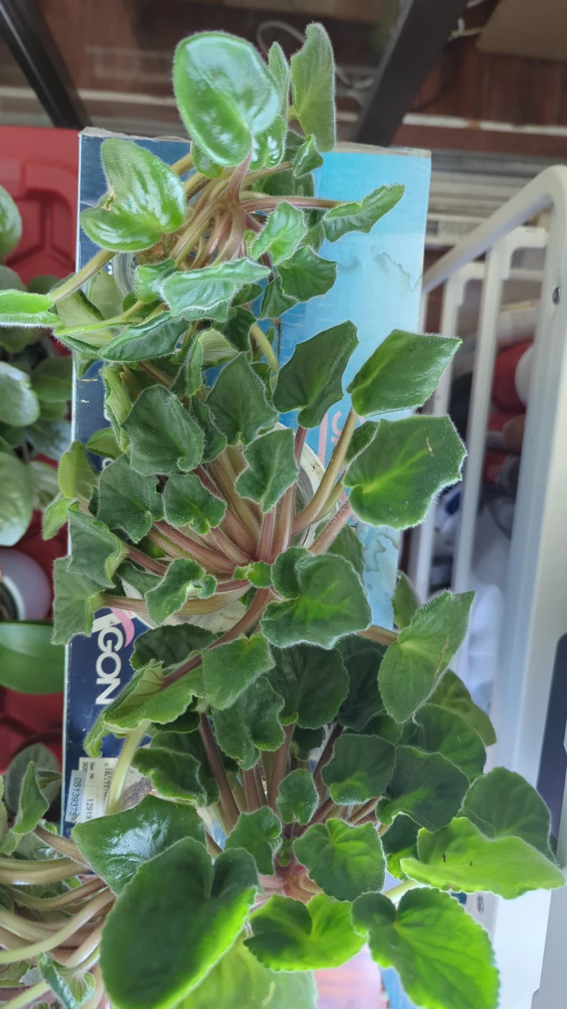 African Violet Plants - photo 2