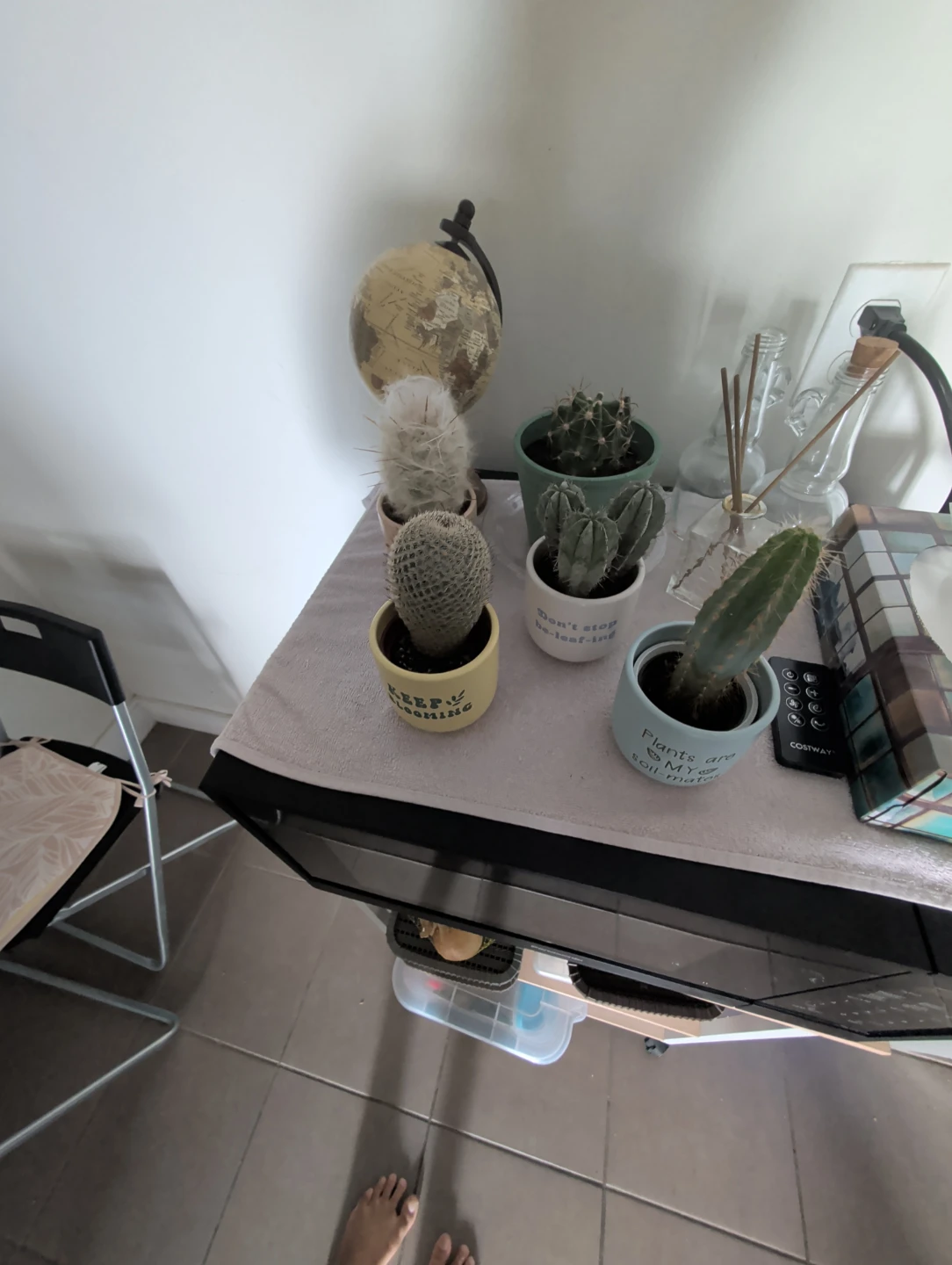 Collection of Potted Cacti