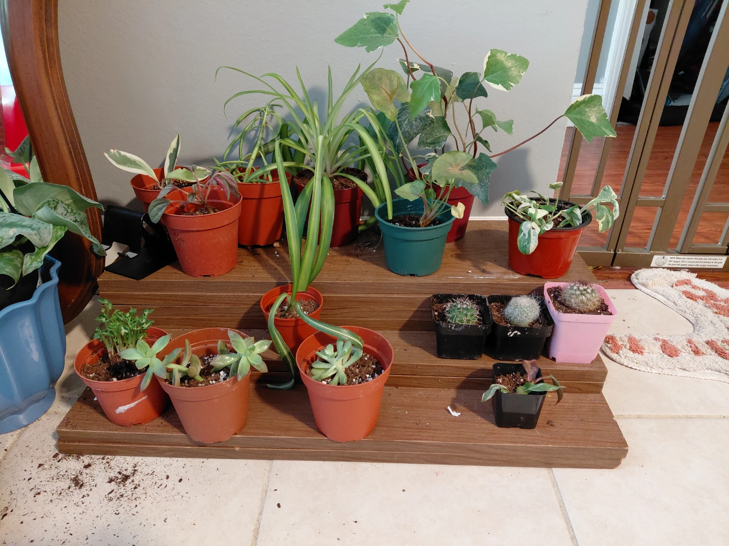 Assorted Potted Plants