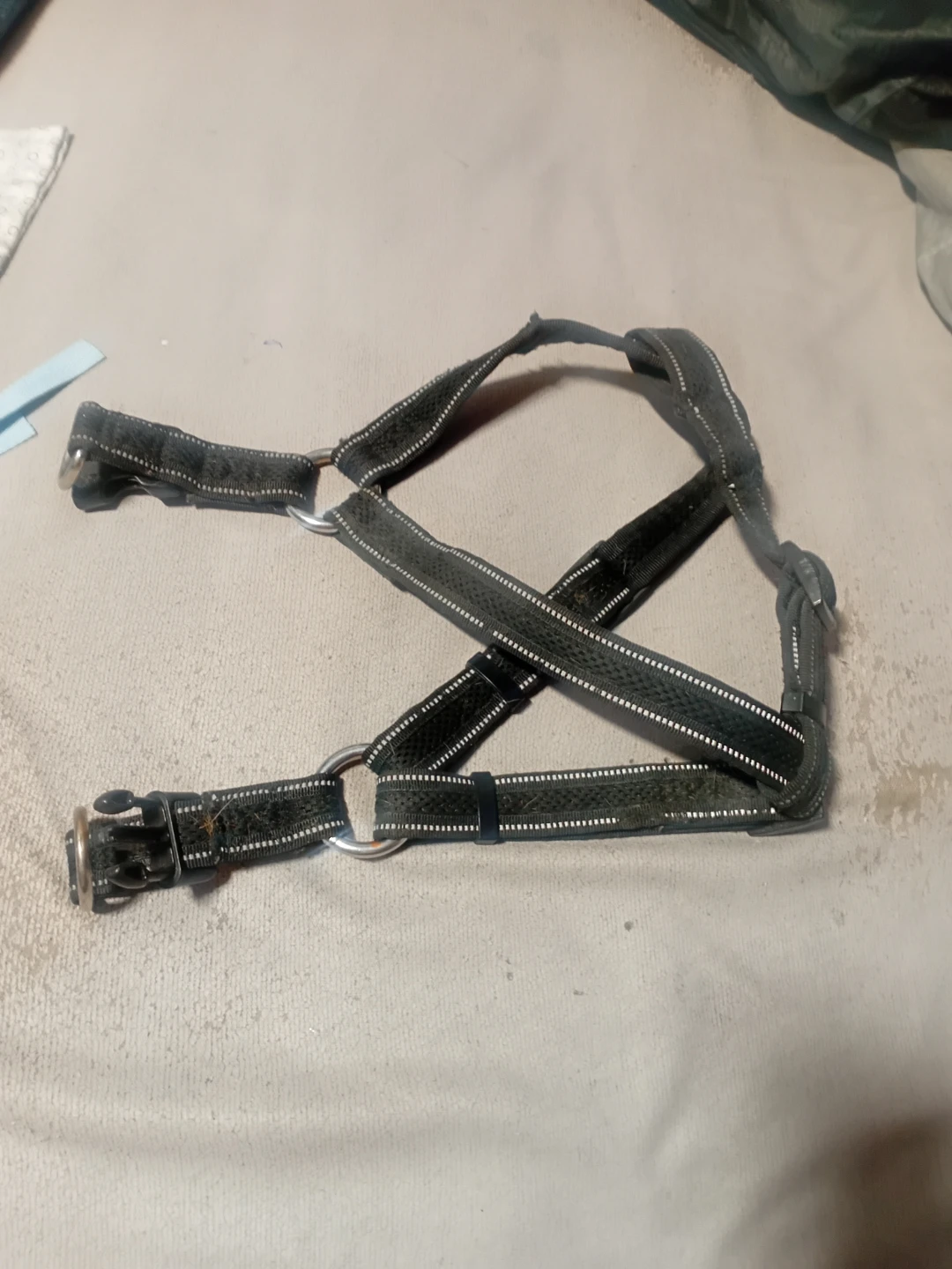 Black Dog Harness