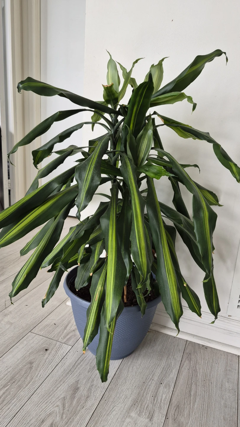 3 stem Dracena in excellent condition