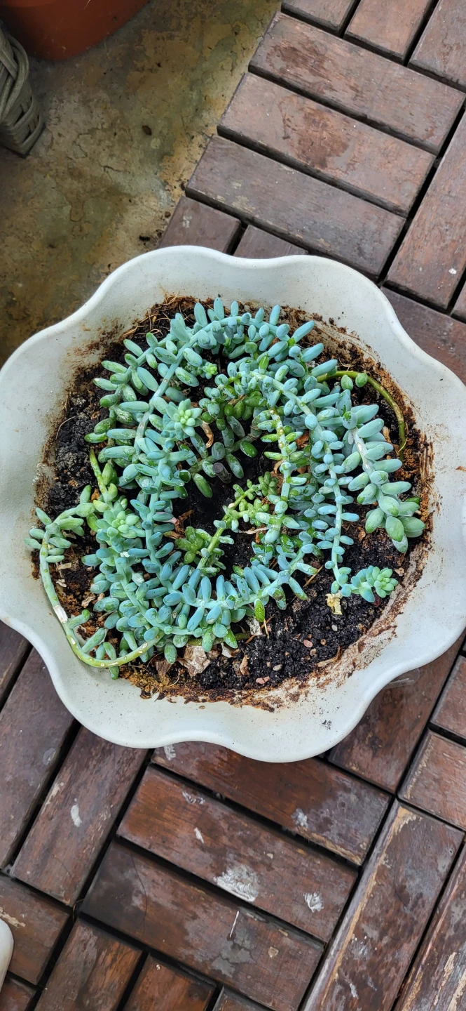 Burro's Tails succulent - photo 3