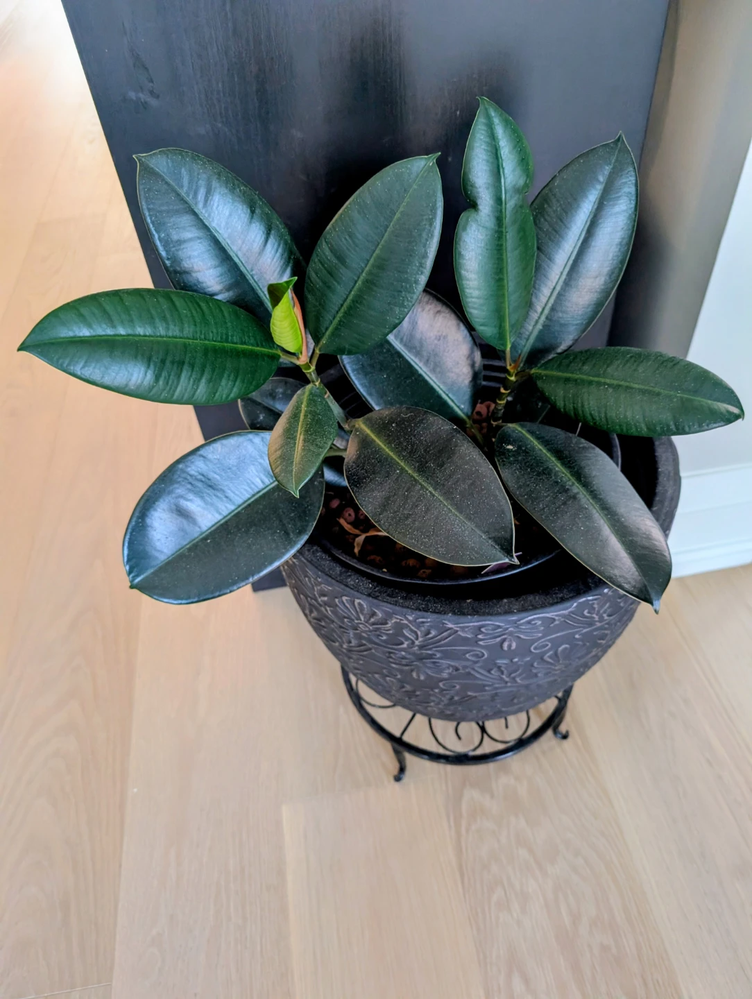 Healthy Rubber Plant (Ficus Elastica) with Planter  – Oakville - photo 2