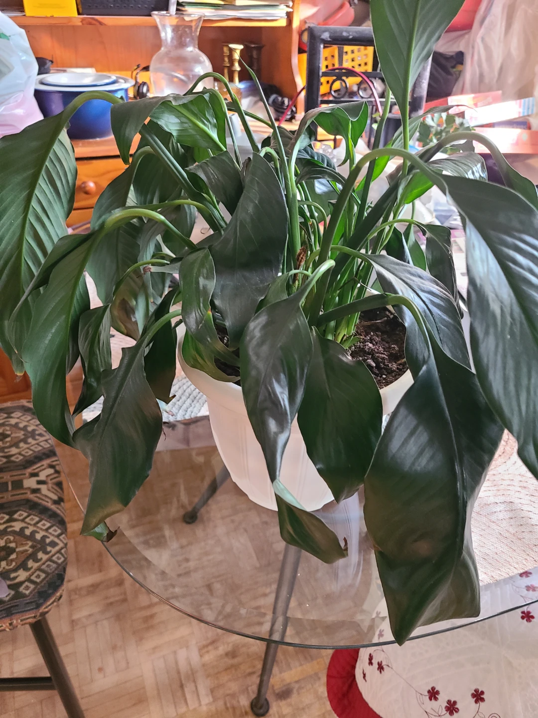 Peace Lily Plant