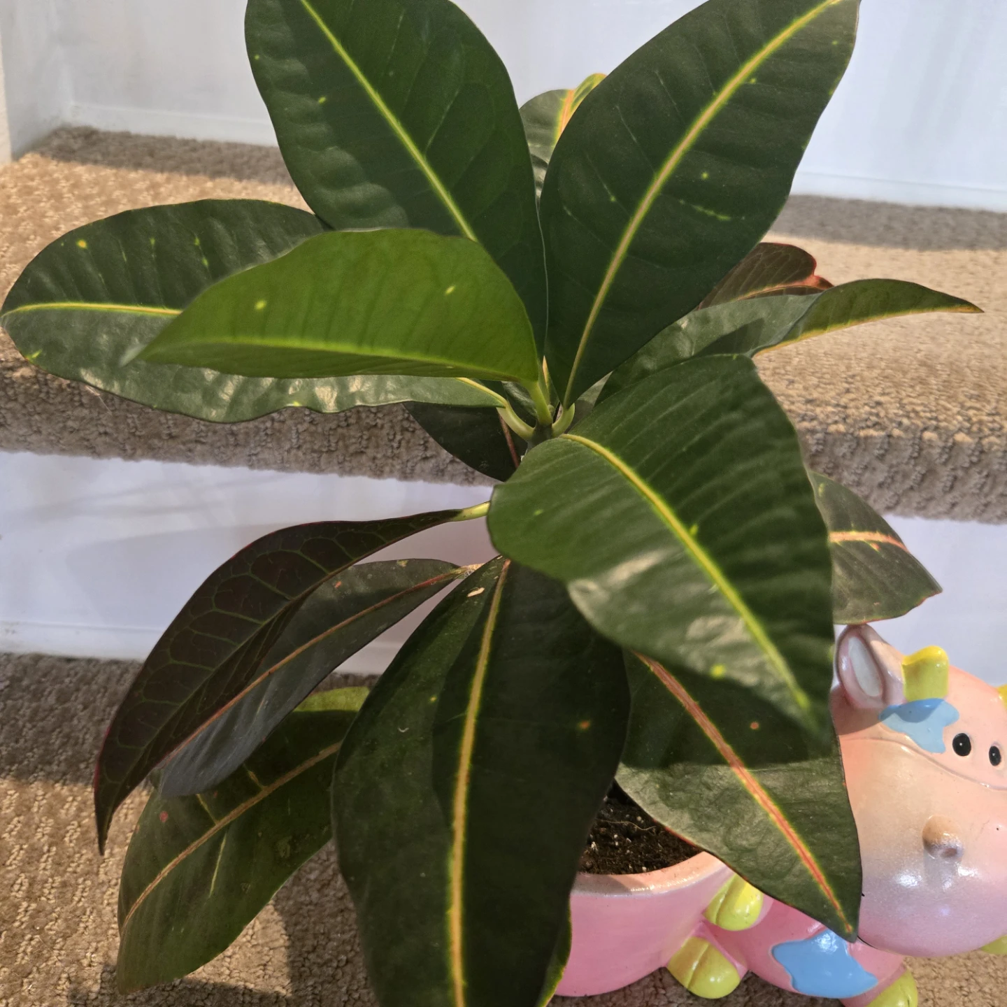 Cute Pink Cow Planter Pot Includes Croton Plant - photo 2
