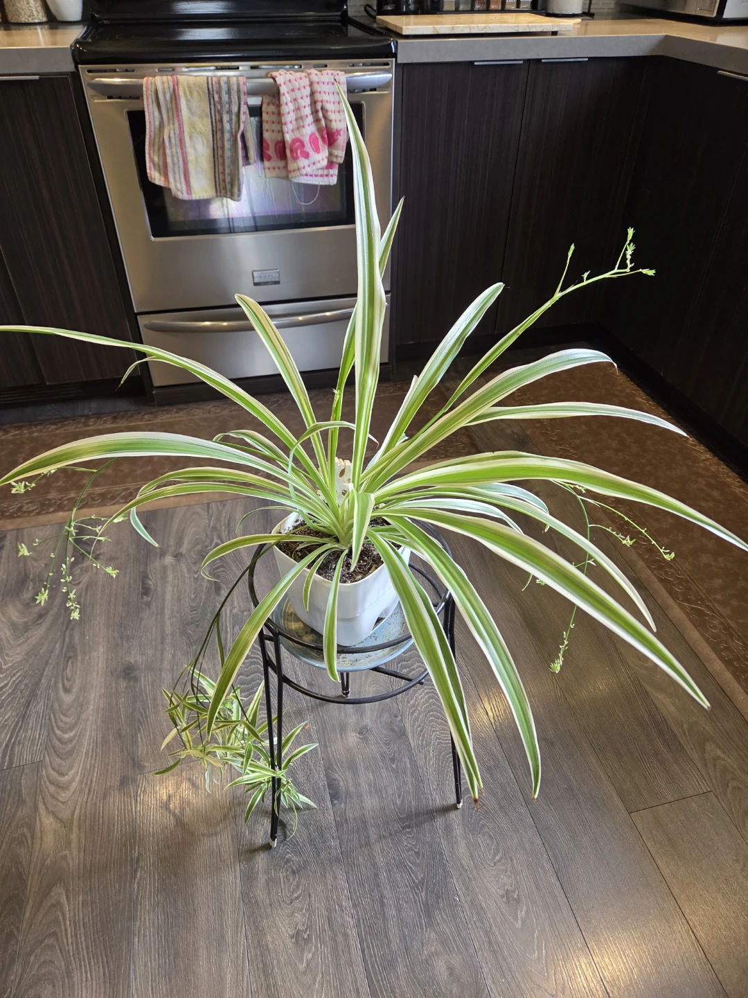 Variegated Spider Plant - photo 2