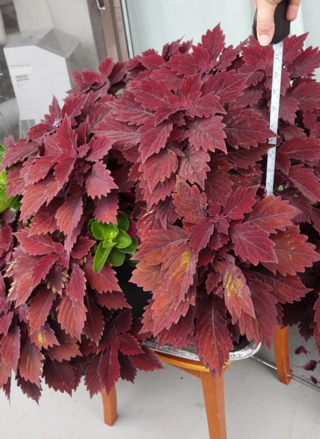 Healthy Potted Coleus Plant