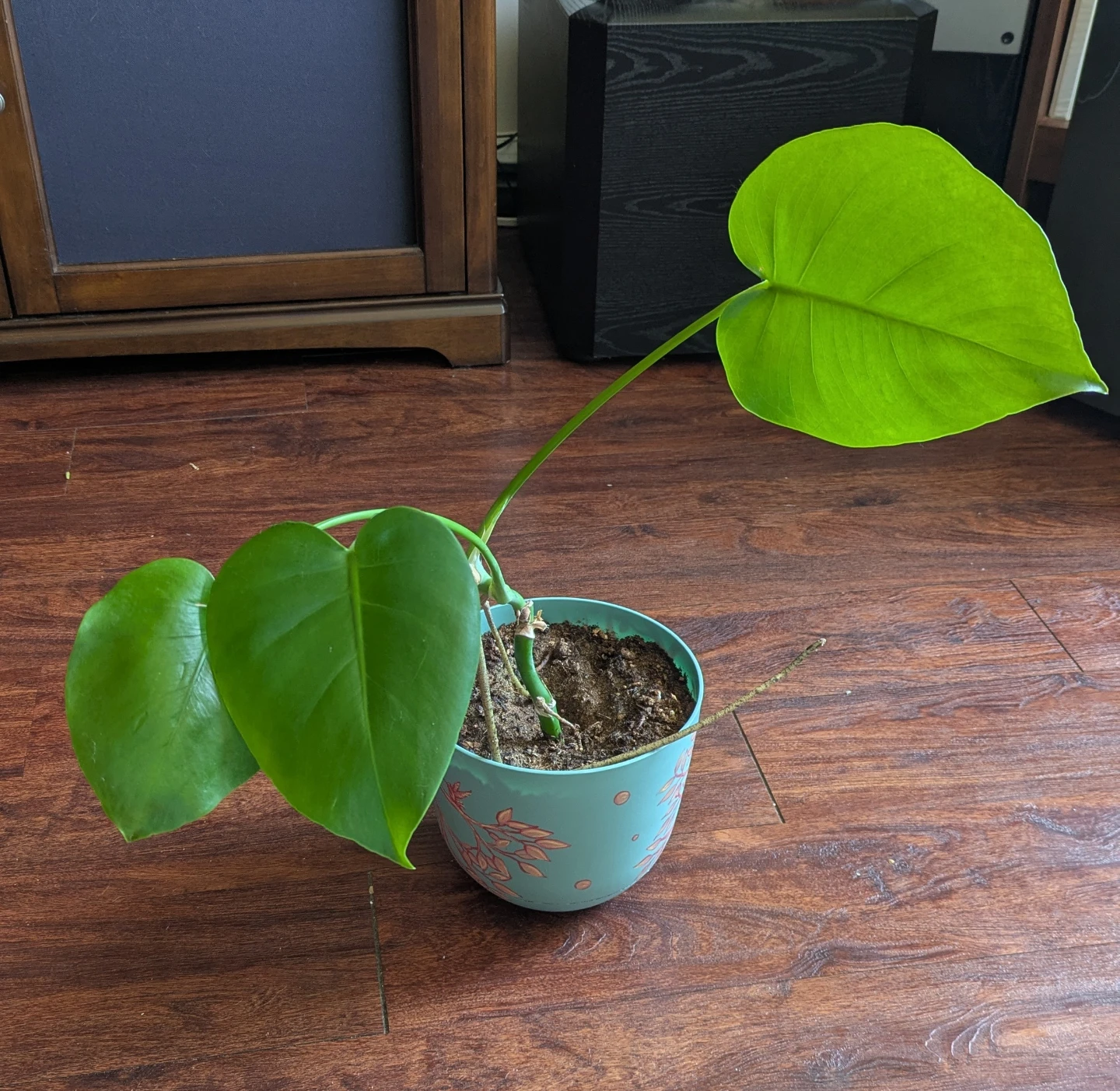 3 Monstera Babies with Decorative Pots - photo 2