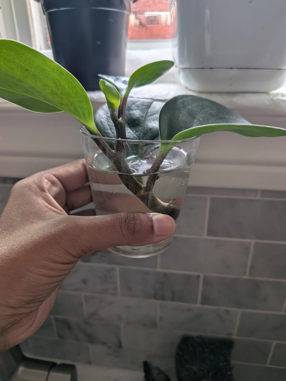 Baby Rubber Plant Cutting