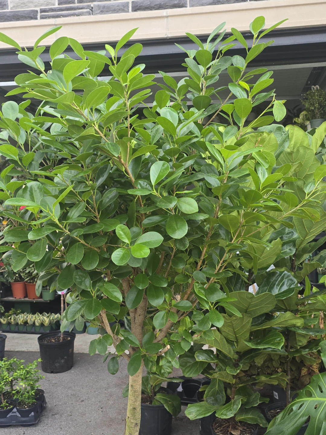Ficus  moclame  14"pot - photo 3