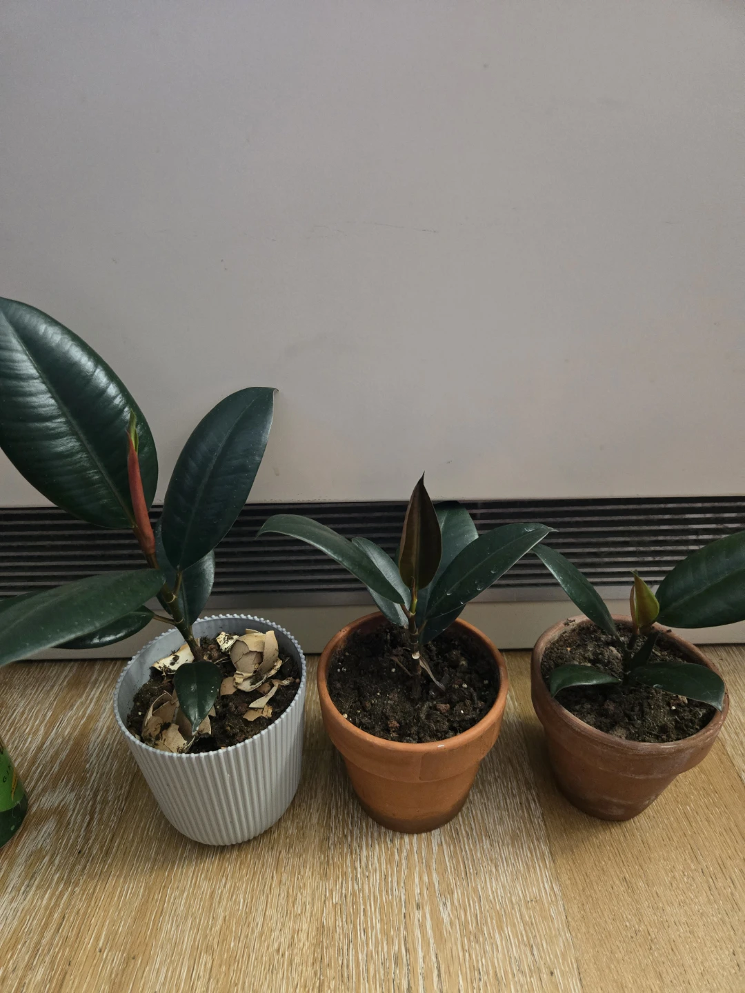 Rubber Tree Plants (3) - photo 2