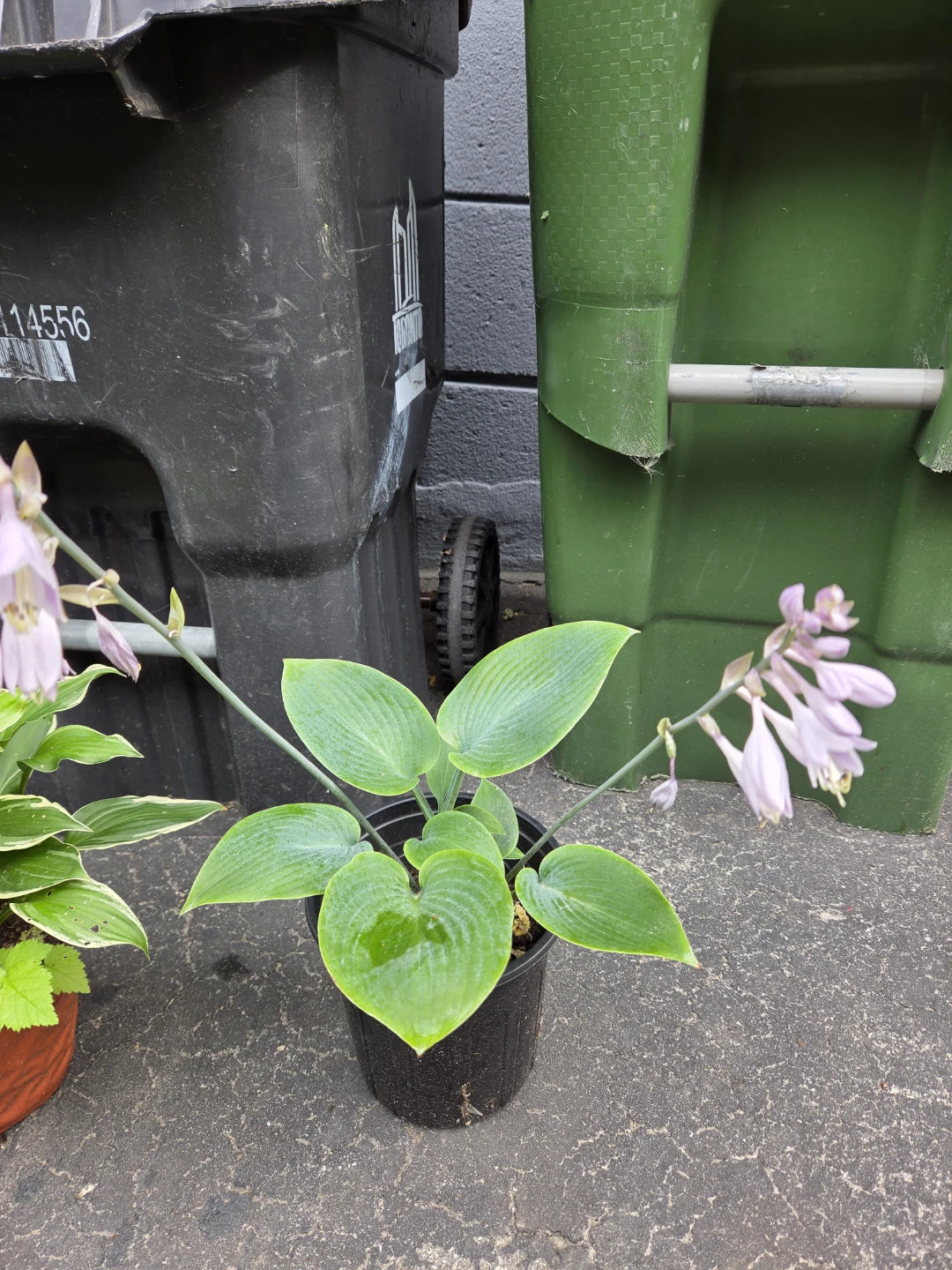 Potted Hosta Plant - photo 3