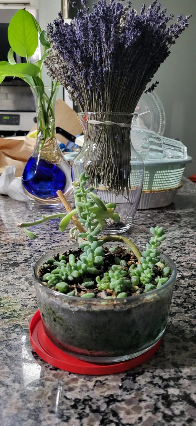 Two types of succulent in a glass container - photo 3