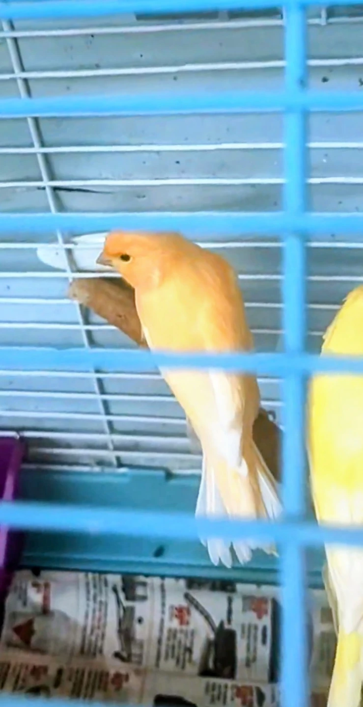 Mix Canaries Females and Males - photo 3