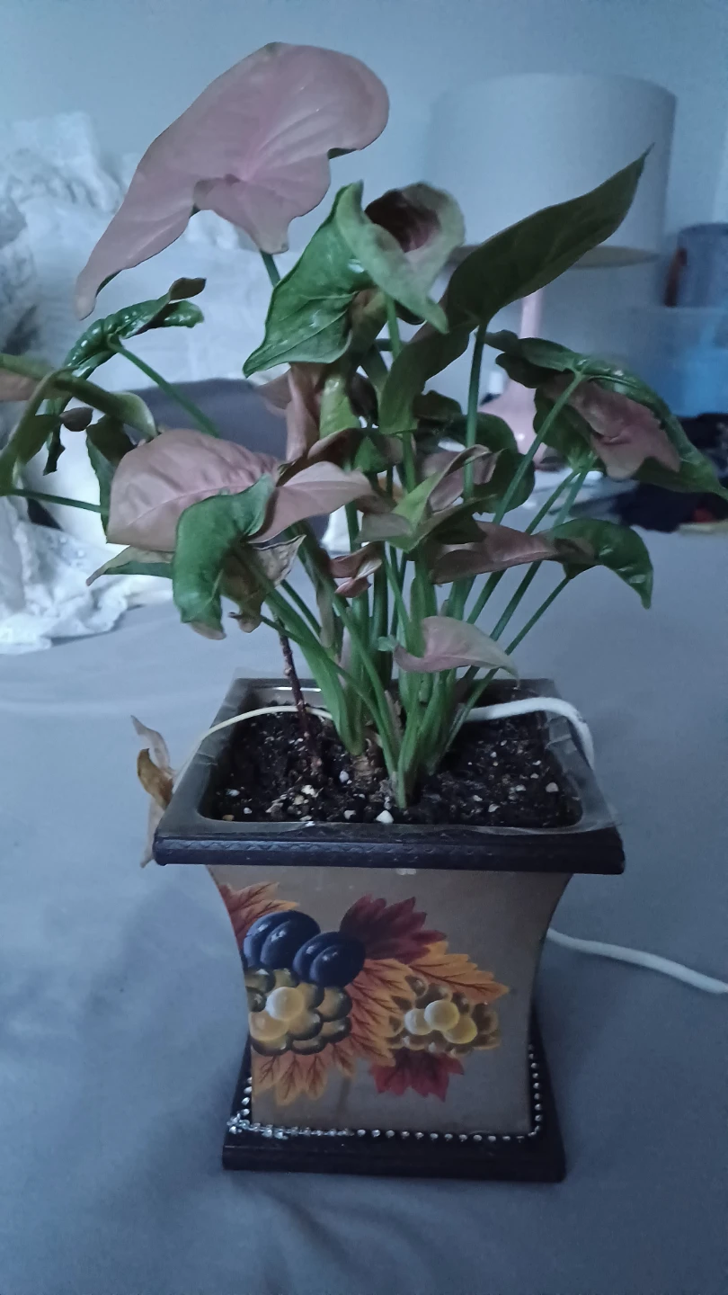 Syngonium 'Pink Perfection' Plant in Decorative Pot