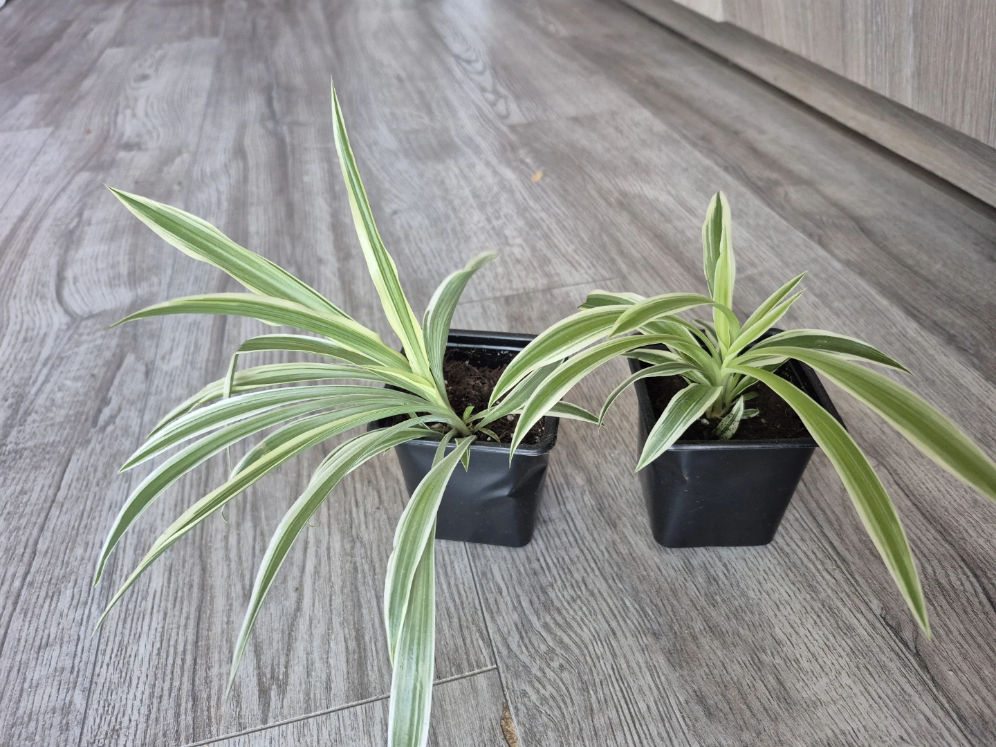 Two Spider Plants