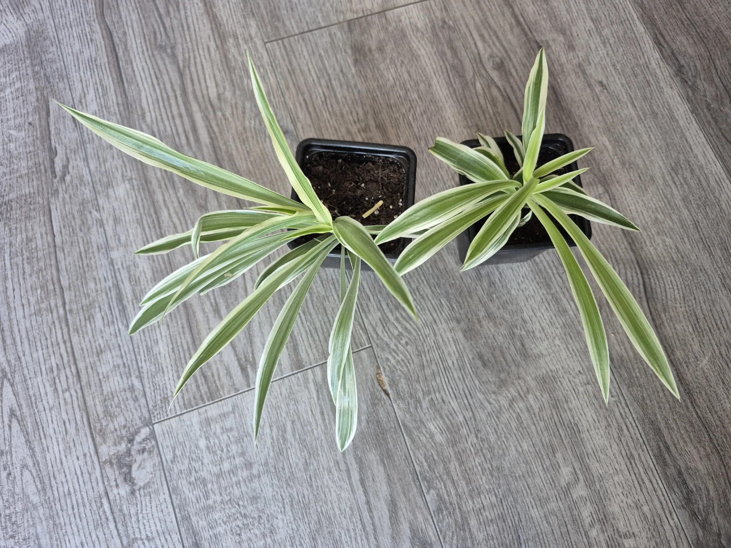 Two Spider Plants - photo 2