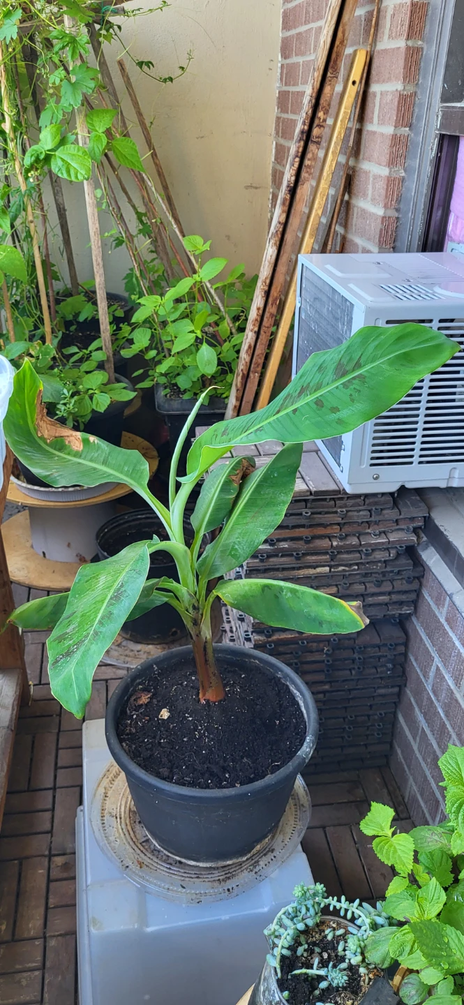 Banana Plant - photo 2