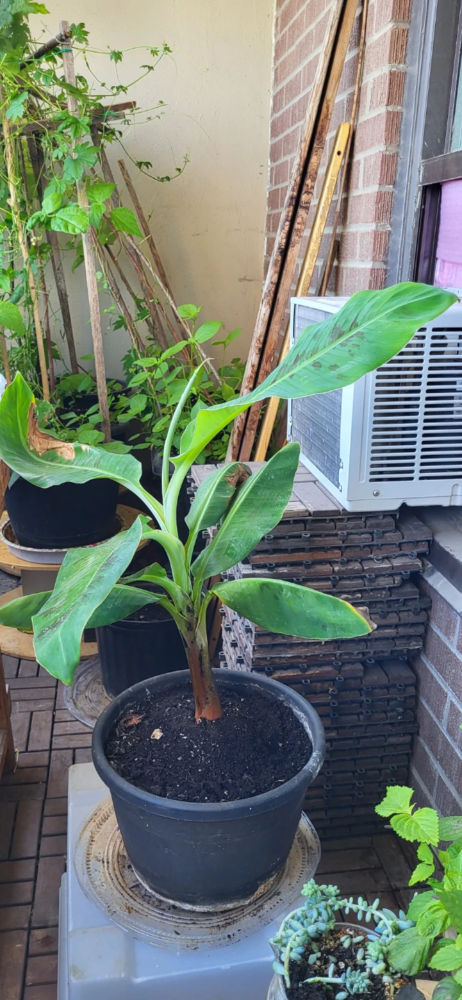 Banana Plant - photo 3