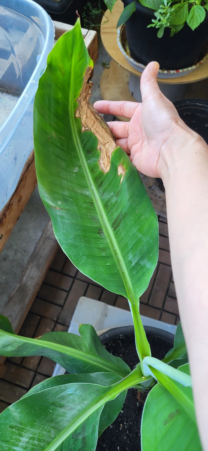 Banana Plant - photo 4