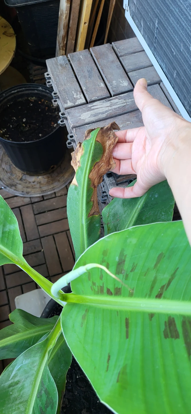 Banana Plant - photo 5