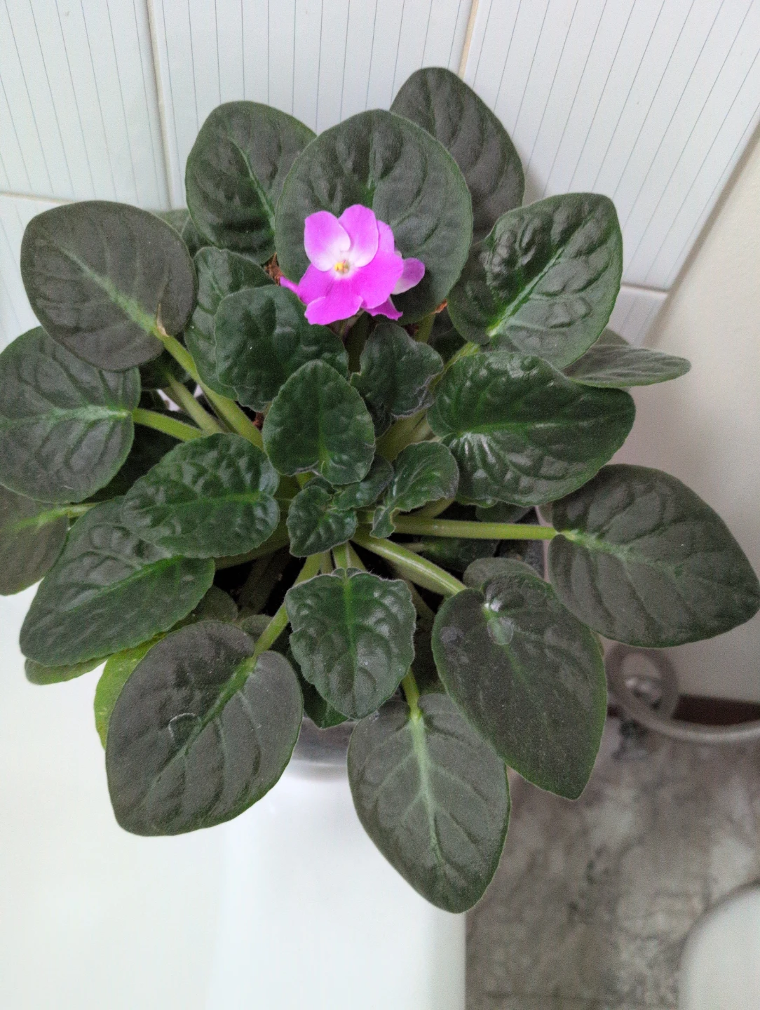 African Violet Plant with Purple flowers
