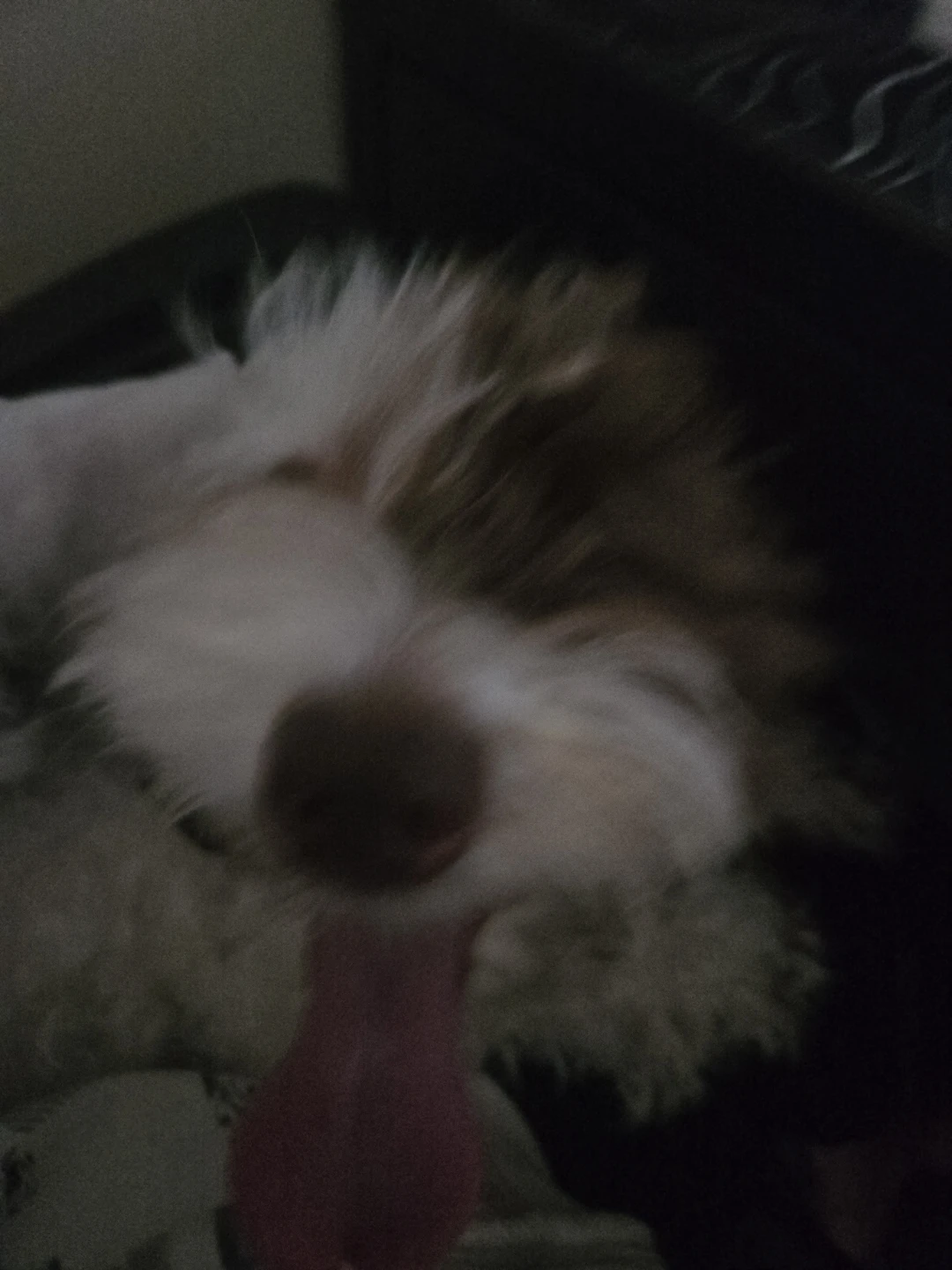 Fluffy dog diamond art pictures I - photo 2