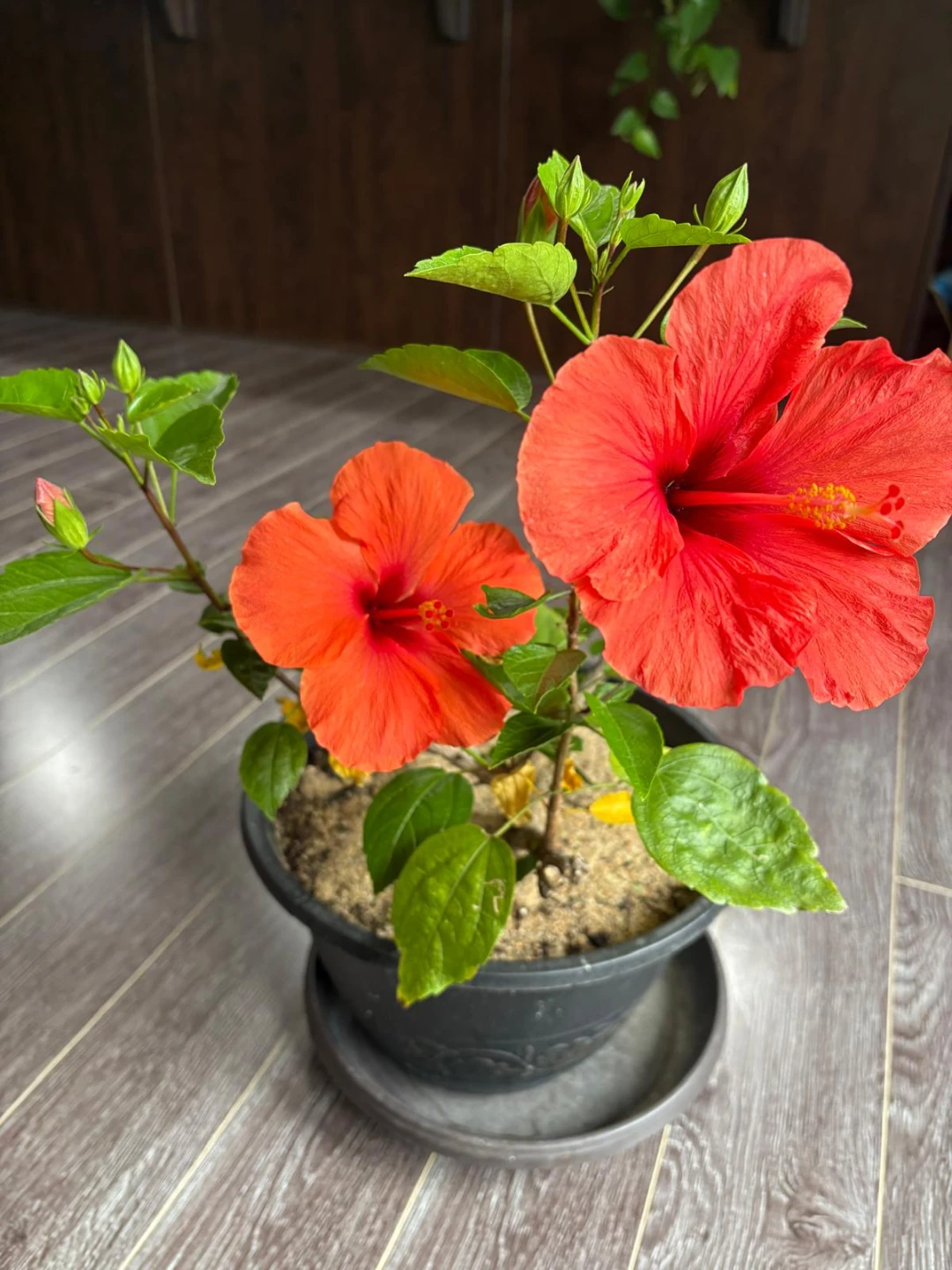 Hibiscus plant